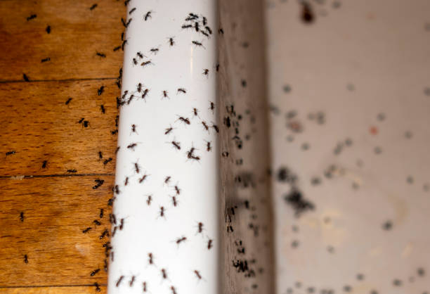 Trusted Tigerville, SC Pest Control Experts